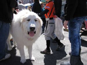 rb-dog-1-041413