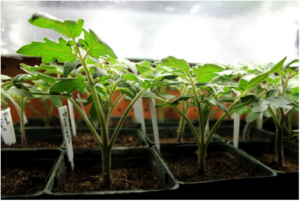 Local Growers